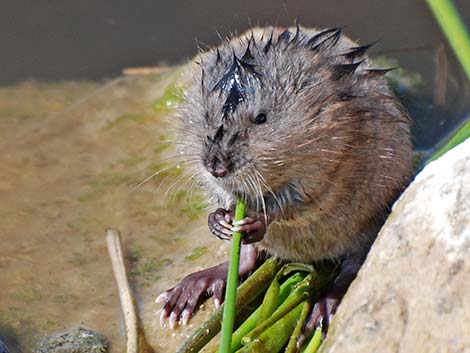 Muskrat (Ondatra zibethicus)