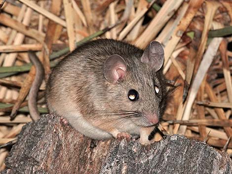 Desert Woodrat (Neotoma lepida)