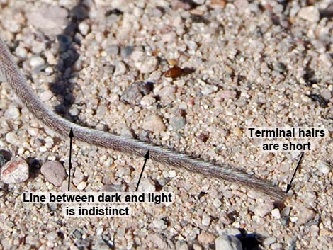 Cactus Mouse (Peromyscus eremicus)