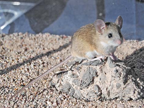 Cactus Mouse (Peromyscus eremicus)