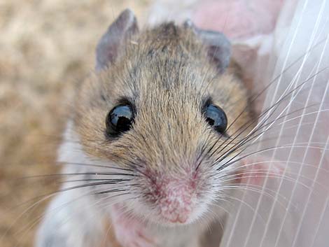 North American Deermouse (Peromyscus maniculatus)