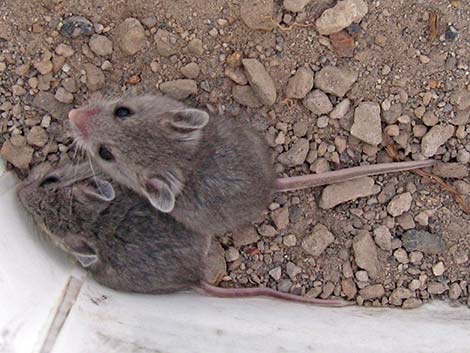 Deer Mouse (Peromyscus maniculatus)