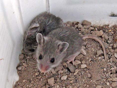 Deer Mouse (Peromyscus maniculatus)