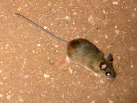 Peromyscus eremicus (cactus mouse)