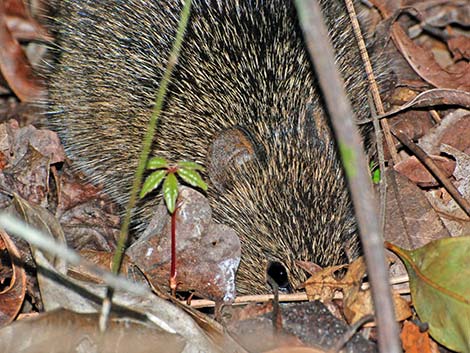 Hispid Cotton Rat (Sigmodon hispidus)