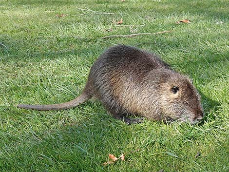 Coypu Nutria (Myocastor coypus)