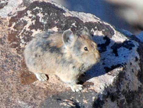 American Pika (Ochotona princeps)