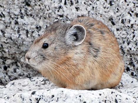 American Pika (Ochotona princeps)