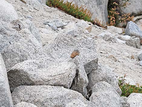 American Pika (Ochotona princeps)