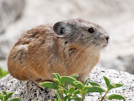 American Pika (Ochotona princeps)