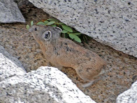 American Pika (Ochotona princeps)