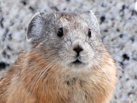 American Pika (Ochotona princeps)