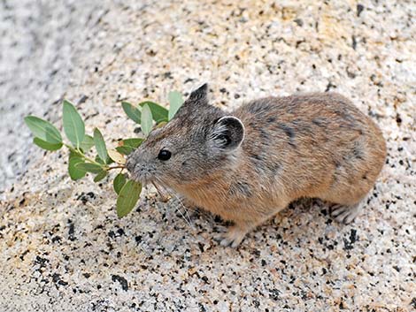 American Pika (Ochotona princeps)