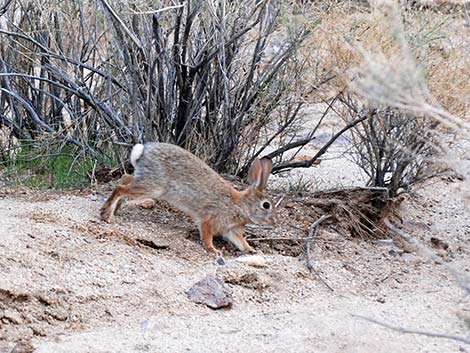 Desert Cottontail (Sylvilagus audubonii)