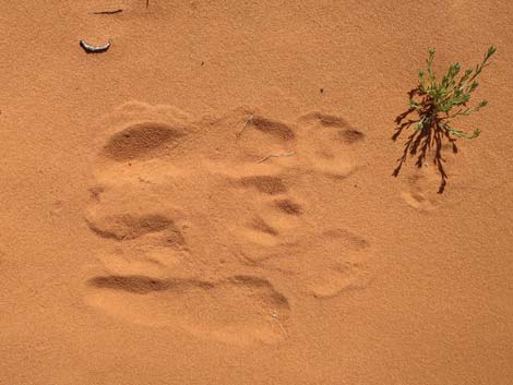 Desert Cottontail (Sylvilagus audubonii)