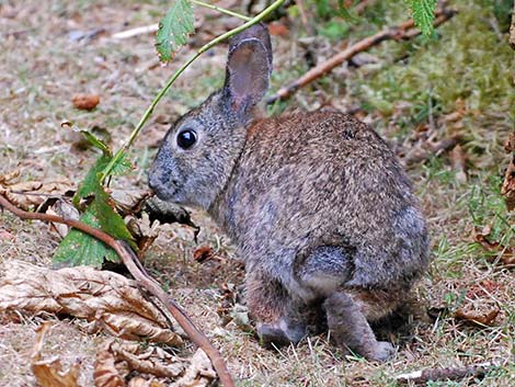 Brush Rabbit (Sylvilagus bachmani)