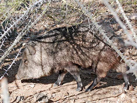 Collared Peccary, Javelina (Pecari tajacu)