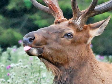 Elk (wapiti) (Cervus canadensis)