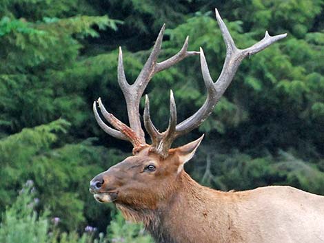 Elk (wapiti) (Cervus canadensis)