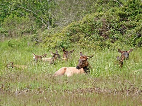 Elk (Cervus canadensis)