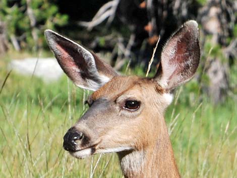 Mule Deer (Odocoileus hemionus)