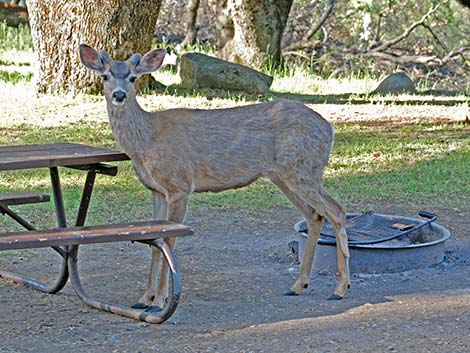 California Mule Deer (Odocoileus hemionus californica)