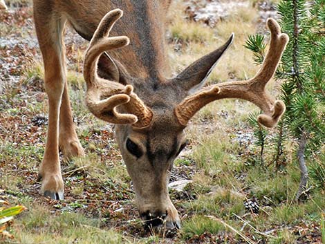 California Mule Deer (Odocoileus hemionus californica)