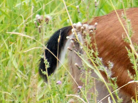 Columbian Mule Deer (Odocoileus hemionus columbiana)