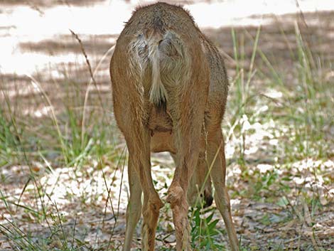 Mule Deer (Odocoileus hemionus)