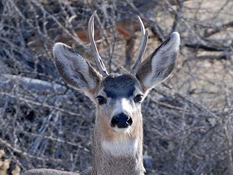 Rocky Mountain Mule Deer