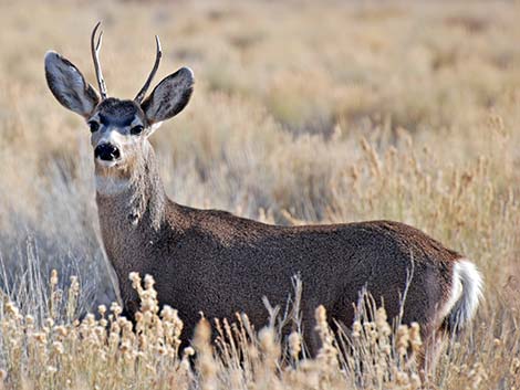 Rocky Mountain Mule Deer