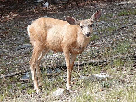 Mule Deer (Odocoileus hemionus)