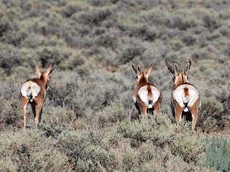 Pronghorn (Antilocapra americana)