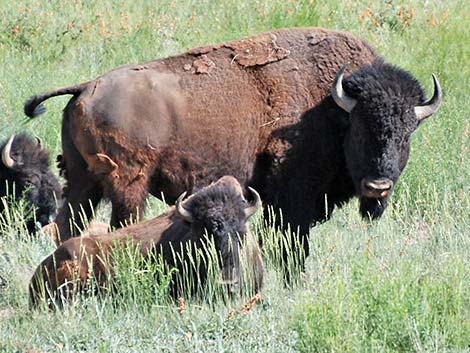 American Bison (Bison bison)