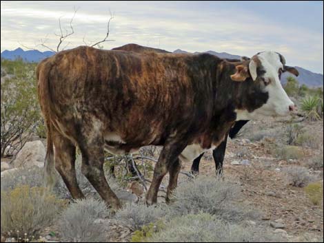 Domestic Cow (Bos taurus)