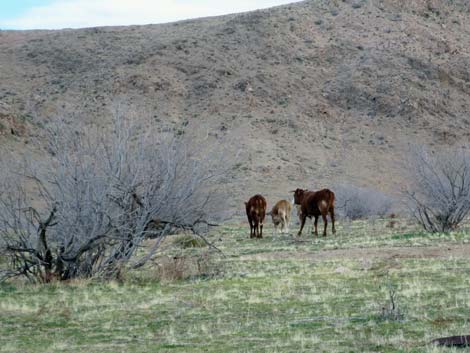 Domestic Cow (Bos taurus)