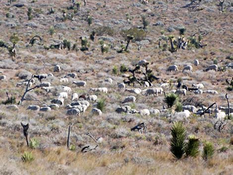 Domestic Sheep (Ovis aries)