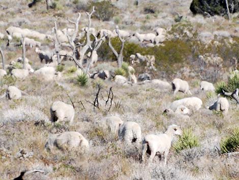 Domestic Sheep (Ovis aries)