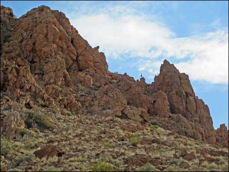 Desert Bighorn Sheep (Ovis canadensis)