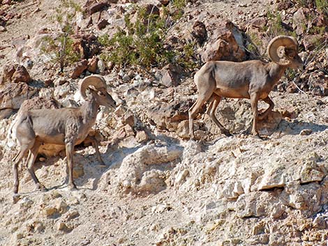 Desert bighorn sheep (Ovis canadensis)