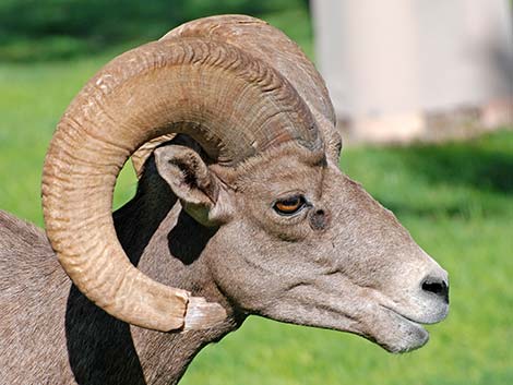 Desert bighorn sheep (Ovis canadensis)