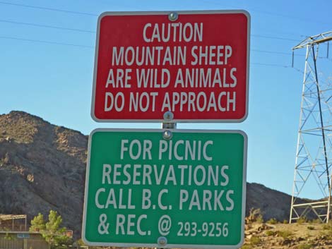 Desert Bighorn Sheep (Ovis canadensis)