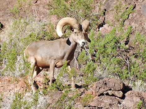 Desert bighorn sheep (Ovis canadensis)