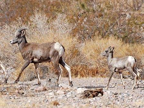 Desert Bighorn Sheep (Ovis canadensis)