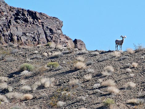 Desert Bighorn Sheep (Ovis canadensis)