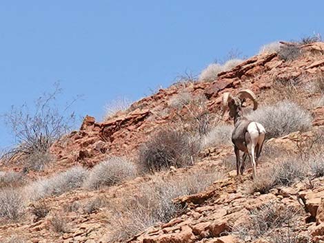 Desert Bighorn Sheep (Ovis canadensis)