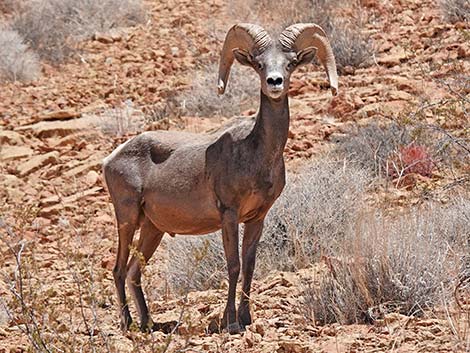 Desert Bighorn Sheep (Ovis canadensis)