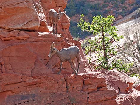 Desert Bighorn Sheep (Ovis canadensis)