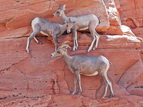 Desert Bighorn Sheep (Ovis canadensis)