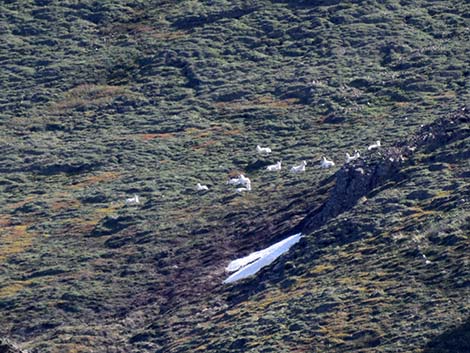 Dall Sheep (Ovis dalli)